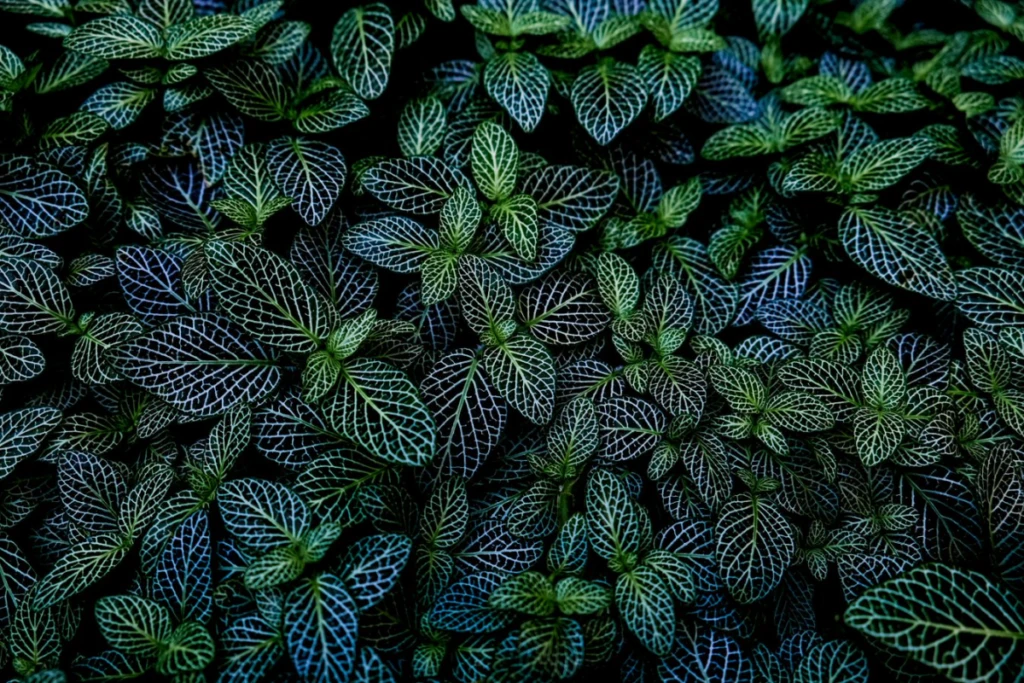 Lush wall of dark green leaves seemingly very healthy.