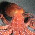 Oktopus