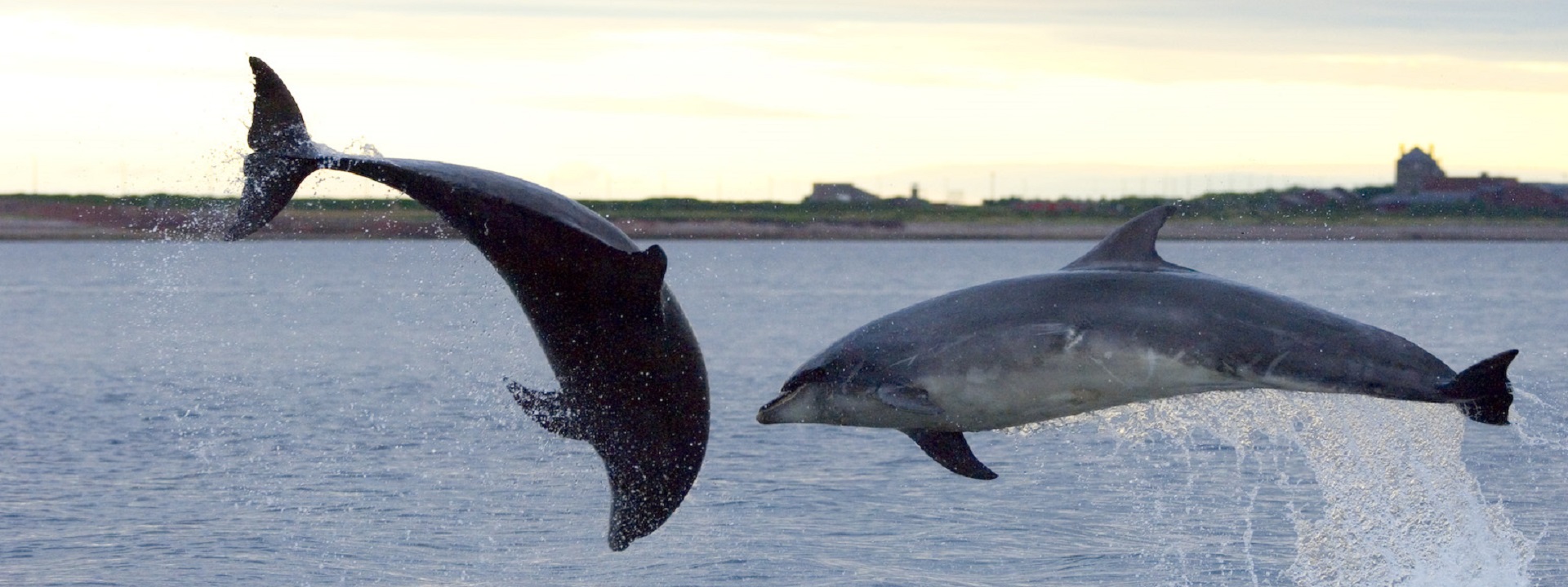 dolphins