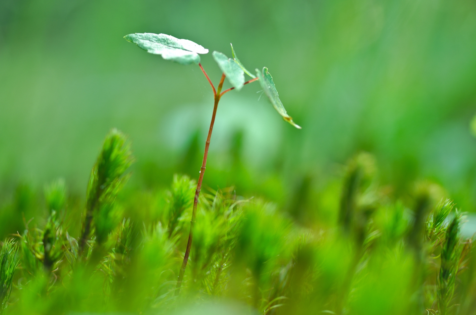 Close-up photo of grass