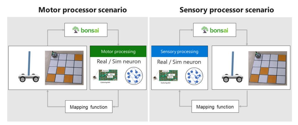 Examples of configurations for neuron-connected robots.