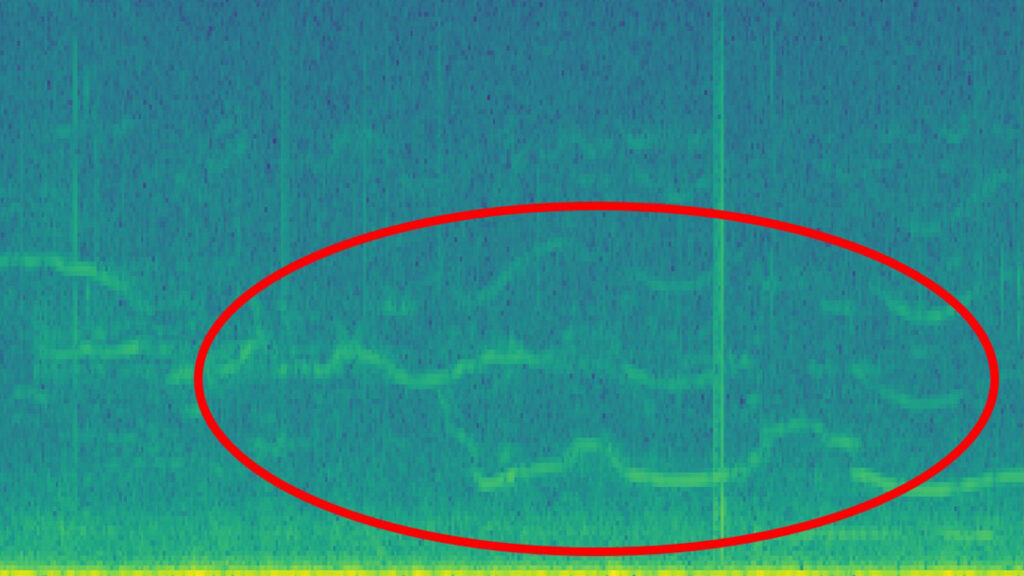 AI for Good - Bioacoustics - beluga whale harmonics