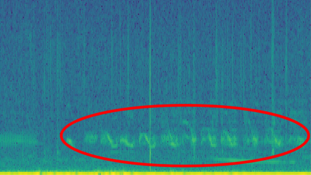 AI for Good - Bioacoustics - beluga whale whistles