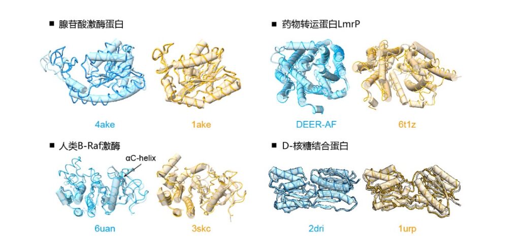图3：DiG 在产生蛋白质多种构象方面的性能。在4种不同蛋白，DiG（薄带状）产生的结构与实验确定的结构（圆柱）高度一致。