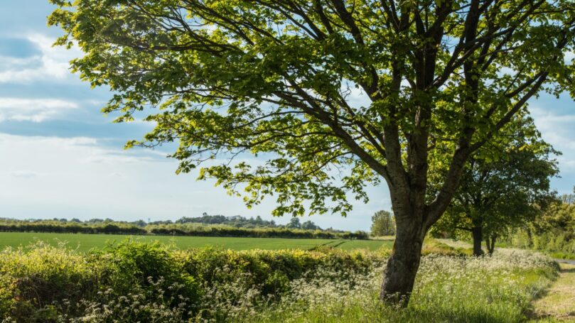 A tree grows in green meadow during spring in the United Kingdom.