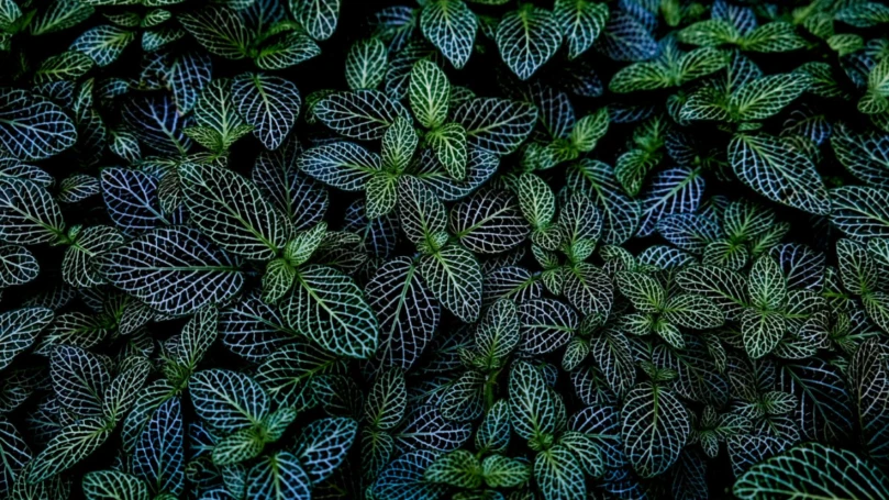 Lush wall of dark green leaves seemingly very healthy.