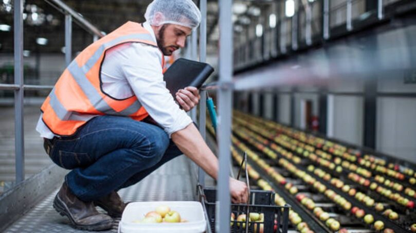 Food safety worker inspecting apples on a conveyer belt in a factory.