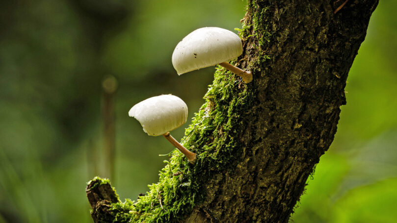 Two mushrooms on a mossy tree branch.